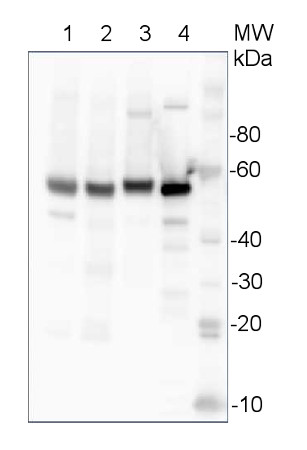 western blot using anti-barley UGPase antibodies